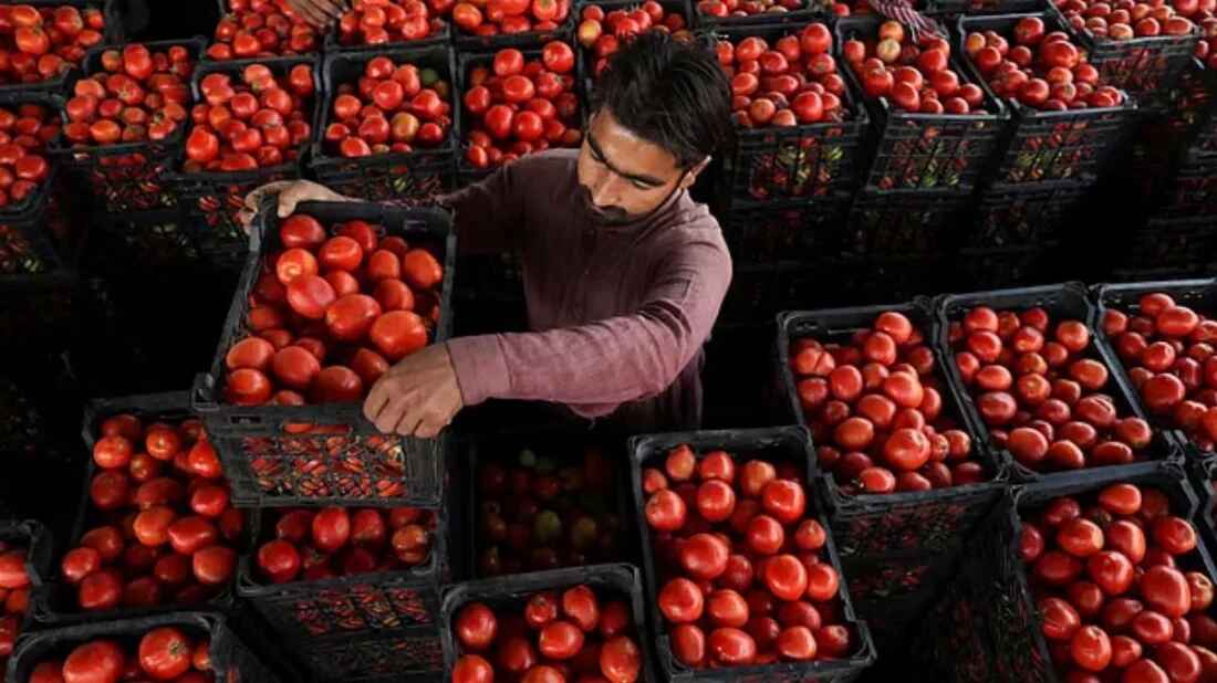 আফগানিস্তানের সঙ্গে সীমান্ত বন্ধের পর পাকিস্তানে টমেটোর কেজি ৬০০ রুপি